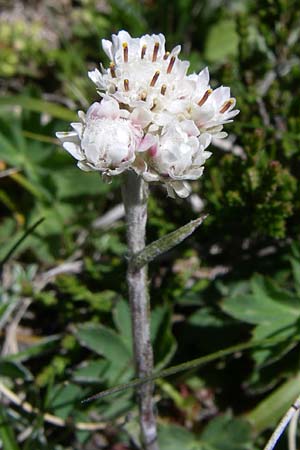 Antennaria dioica \ Gewhnliches Katzenpftchen, F Pyrenäen, Puymorens 26.6.2008