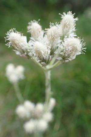 Antennaria dioica \ Gewhnliches Katzenpftchen, F Pyrenäen, Col de Mantet 28.7.2018