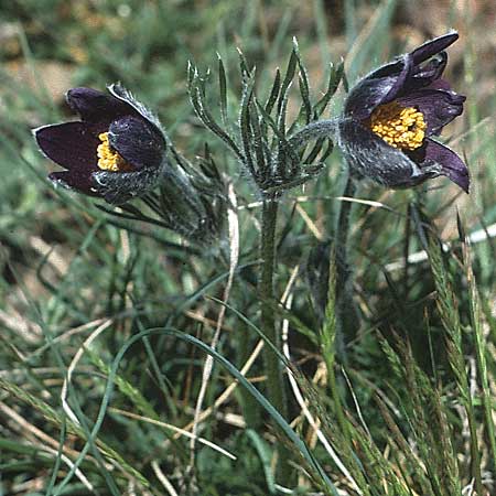 Pulsatilla montana subsp. montana \ Berg-Kuhschelle / Mountain Pasque-Flower, F Causse du Larzac 7.5.1984