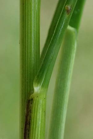 Sesleria caerulea \ Kalk-Blaugras / Moor Grass, F Dijon 28.4.2023