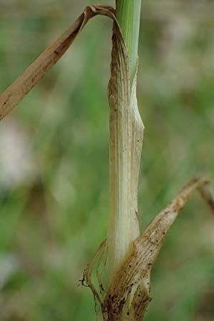 Sesleria caerulea \ Kalk-Blaugras / Moor Grass, F Dijon 28.4.2023