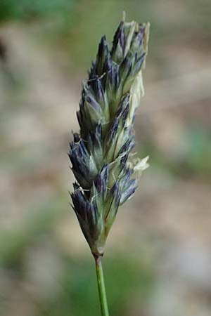 Sesleria caerulea \ Kalk-Blaugras / Moor Grass, F Dijon 28.4.2023