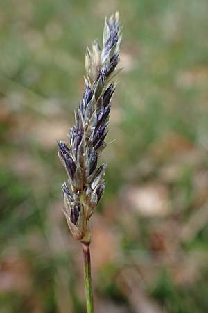 Sesleria caerulea \ Kalk-Blaugras / Moor Grass, F Dijon 28.4.2023