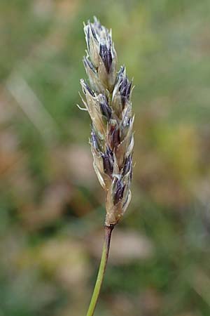 Sesleria caerulea \ Kalk-Blaugras / Moor Grass, F Dijon 28.4.2023