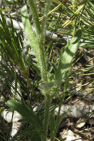 Leucanthemum atratum subsp. coronopifolium \ Krhenfublttrige Schwarzrand-Margerite, Krhenfublttrige Schwarzrand-Wucherblume, F Rochefort-en-Valdaine 10.6.2006