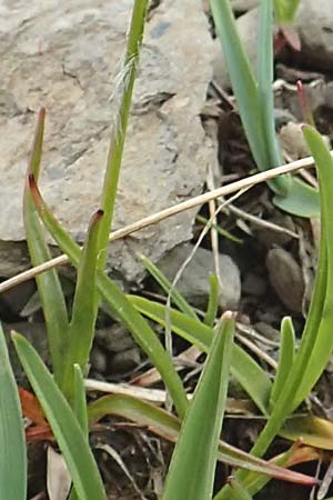 Luzula nutans \ Nickende Hainsimse / Nutant Wood-Rush, F Col de la Bonette 8.7.2016