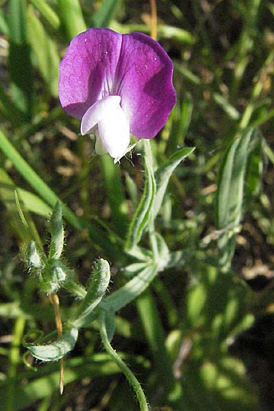 Lathyrus hirsutus / Hairy Vetchling, F Causse du Larzac 8.6.2006