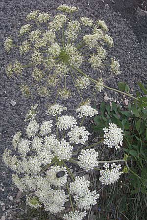 Laserpitium siler \ Berg-Laserkraut, Echter Bergkmmel / Narrow-Leaved Sermountain, F Jonte - Schlucht / Gorge 8.6.2006