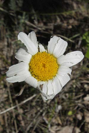 Leucanthemum atratum subsp. coronopifolium \ Krhenfublttrige Schwarzrand-Margerite, Krhenfublttrige Schwarzrand-Wucherblume / Coronopus-Leaved Ox-Eye Daisy, F Rochefort-en-Valdaine 10.6.2006