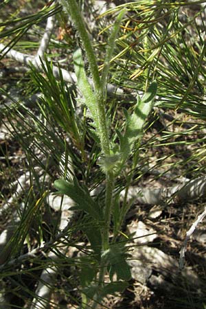 Leucanthemum atratum subsp. coronopifolium \ Krhenfublttrige Schwarzrand-Margerite, Krhenfublttrige Schwarzrand-Wucherblume / Coronopus-Leaved Ox-Eye Daisy, F Rochefort-en-Valdaine 10.6.2006