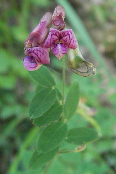 Lathyrus niger \ Schwarze Platterbse, F Allevard 11.6.2006