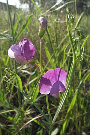 Lathyrus clymenum \ Purpur-Platterbse, F Maures, Bois de Rouquan 12.5.2007