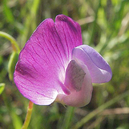 Lathyrus clymenum \ Purpur-Platterbse, F Maures, Bois de Rouquan 12.5.2007