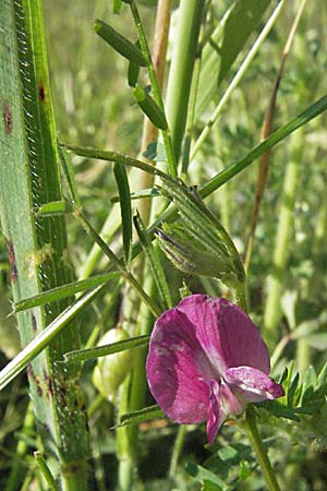 Vicia angustifolia \ Schmalblättrige Futter-Wicke / Narrow-Leaved Vetch, F Maures, Bois de Rouquan 12.5.2007