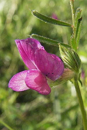 Vicia angustifolia \ Schmalblttrige Futter-Wicke / Narrow-Leaved Vetch, F Maures, Bois de Rouquan 12.5.2007