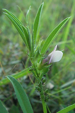 Vicia bithynica \ Bithynische Wicke, F Maures, Bois de Rouquan 12.5.2007