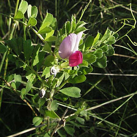 Vicia sativa var. sativa \ Saat-Wicke, Echte Futter-Wicke / Common Vetch, F Maures, Bois de Rouquan 12.5.2007