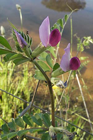 Vicia sativa var. sativa \ Saat-Wicke, Echte Futter-Wicke / Common Vetch, F Maures, Bois de Rouquan 12.5.2007