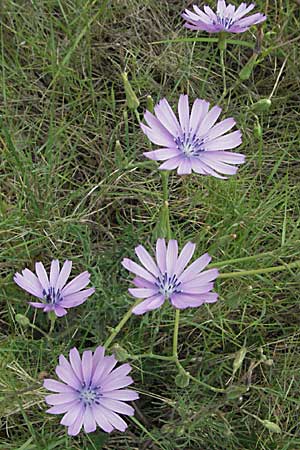 Lactuca perennis \ Blauer Lattich / Blue Lettuce, F Corbières, Talairan 13.5.2007