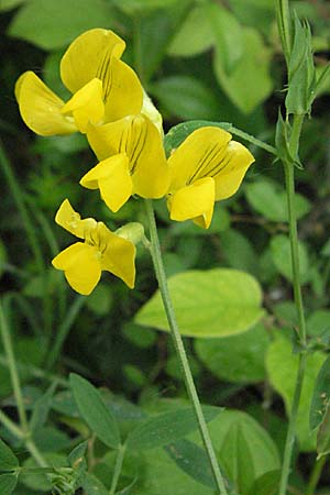 Lathyrus pratensis \ Wiesen-Platterbse / Meadow Vetchling, F Causse du Larzac 16.5.2007