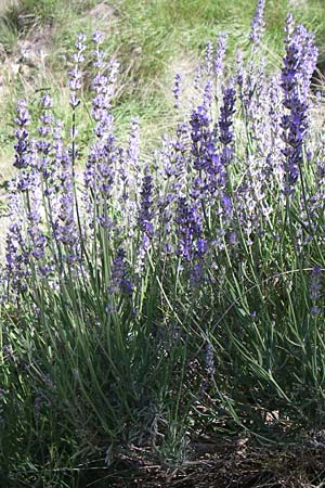 Lavandula angustifolia \ Echter Lavendel / Common Lavender, F Grand Canyon du Verdon 23.6.2008