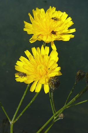 Scorzoneroides autumnalis \ Herbst-Schuppenlwenzahn, F Rimbach-pres-Masevaux 6.8.2008