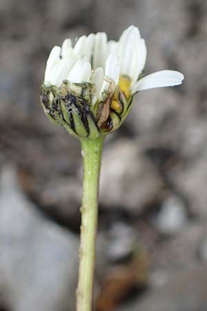 Leucanthemum atratum subsp. coronopifolium / Coronopus-Leaved Ox-Eye Daisy, F Col de la Bonette 8.7.2016