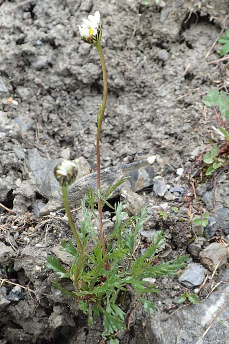 Leucanthemum atratum subsp. coronopifolium \ Krhenfublttrige Schwarzrand-Margerite, Krhenfublttrige Schwarzrand-Wucherblume / Coronopus-Leaved Ox-Eye Daisy, F Col de la Bonette 8.7.2016