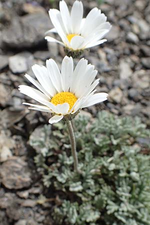 Leucanthemopsis alpina \ Alpen-Margerite, F Col de la Bonette 8.7.2016