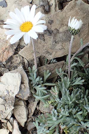 Leucanthemopsis alpina \ Alpen-Margerite / Alpine Moon Daisy, F Col de la Bonette 8.7.2016