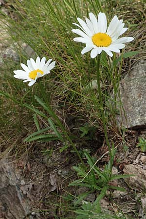 Leucanthemum maximum \ Sommer-Margerite / Shasta Ox-Eye Daisy, F Pyrenäen/Pyrenees, Canigou 24.7.2018