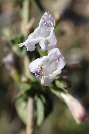 Clinopodium calamintha \ Kleinbltige Bergminze / Lesser Calamint, F Martigues 8.10.2021