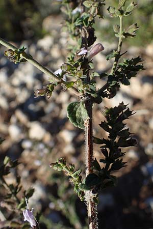 Clinopodium calamintha \ Kleinbltige Bergminze / Lesser Calamint, F Martigues 8.10.2021