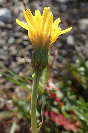 Scorzoneroides autumnalis \ Herbst-Schuppenlwenzahn, F La Cluse 9.10.2021