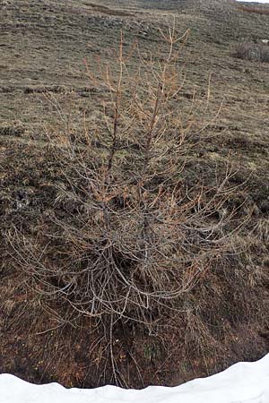 Larix decidua \ Europische Lrche, F Queyras, Fontgillarde 30.4.2023