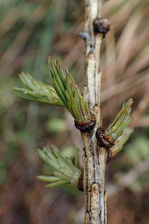 Larix decidua \ Europische Lrche, F Col de la Cayolle 30.4.2023