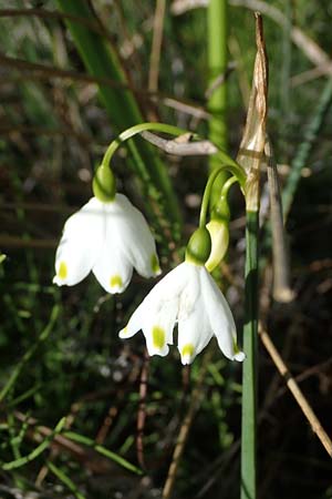 Leucojum aestivum \ Sommer-Knotenblume / Summer Snowflake, F Camargue,  Mas-Thibert 2.5.2023