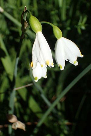 Leucojum aestivum \ Sommer-Knotenblume / Summer Snowflake, F Camargue,  Mas-Thibert 2.5.2023