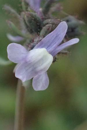 Linaria arvensis \ Acker-Leinkraut / Corn Toadflax, F St. Martin-de-Crau 17.3.2024