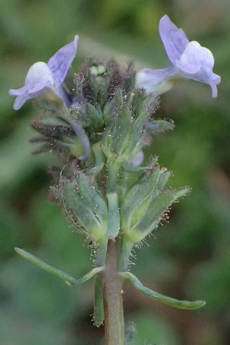 Linaria arvensis \ Acker-Leinkraut / Corn Toadflax, F St. Martin-de-Crau 17.3.2024