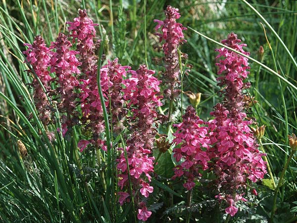 Pedicularis verticillata \ Quirlblttriges Lusekraut / Verticillate Lousewort, F Pyrenäen/Pyrenees, Corsavy 24.6.2001