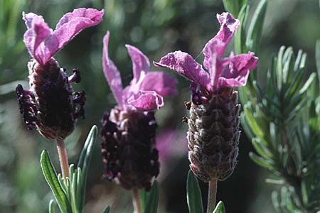 Lavandula stoechas \ Schopf-Lavendel / French Lavender, F Maures, Le Luc 16.5.1996