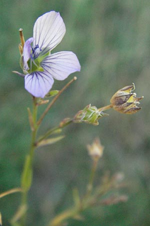 Linum bienne \ Zweijhriger Lein, F S. Gilles 7.6.2006