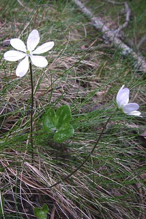 Hepatica nobilis \ Leberblmchen, F Pyrenäen, Eyne 25.6.2008