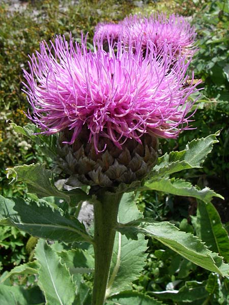 Rhaponticum heleniifolium subsp. bicknellii \ Bicknells Bergscharte / Bicknell's Knapweed, F Vogesen/Vosges, Botan. Gar.  Haut Chitelet 5.8.2008