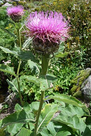 Rhaponticum heleniifolium subsp. bicknellii \ Bicknells Bergscharte / Bicknell's Knapweed, F Vogesen/Vosges, Botan. Gar.  Haut Chitelet 5.8.2008