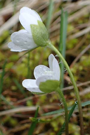 Hepatica nobilis \ Leberblmchen, F Guillaumes 30.4.2023