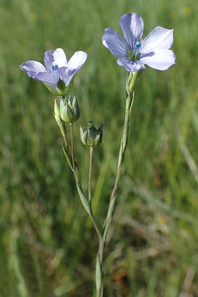 Linum bienne \ Zweijhriger Lein / Pale Flax, F Camargue,  Salin-de-Giraud 3.5.2023