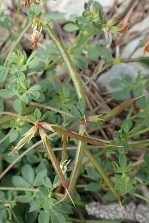 Lotus corniculatus \ Gewhnlicher Hornklee / Bird's-Foot Deervetch, F Pyrenäen/Pyrenees, Puigmal 29.7.2018