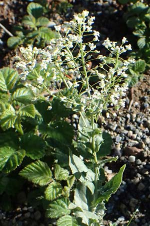 Lepidium campestre \ Feld-Kresse, F Grasse 2.5.2023